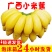【果园直发】【支持一件代发】广西小米蕉新鲜香蕉多规格包邮