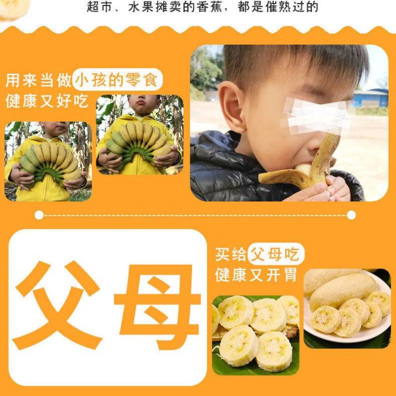 【果园直发】【支持一件代发】广西小米蕉新鲜香蕉多规格包邮