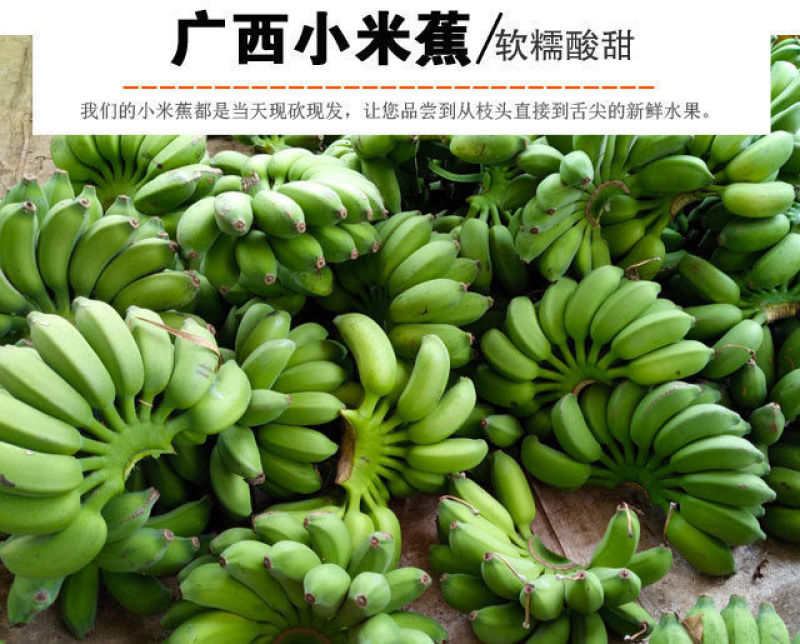 【果园直发】【支持一件代发】广西小米蕉新鲜香蕉多规格包邮