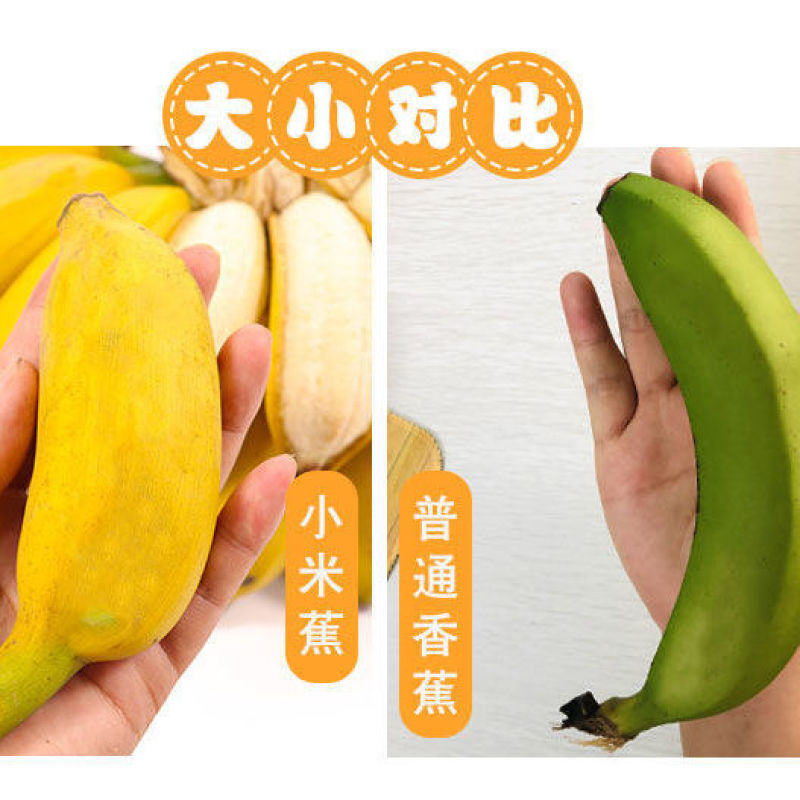 【果园直发】【支持一件代发】广西小米蕉新鲜香蕉多规格包邮