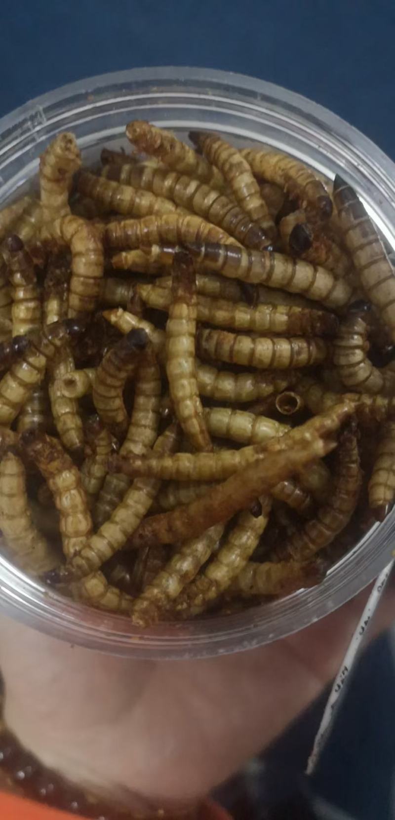 蛋白虫