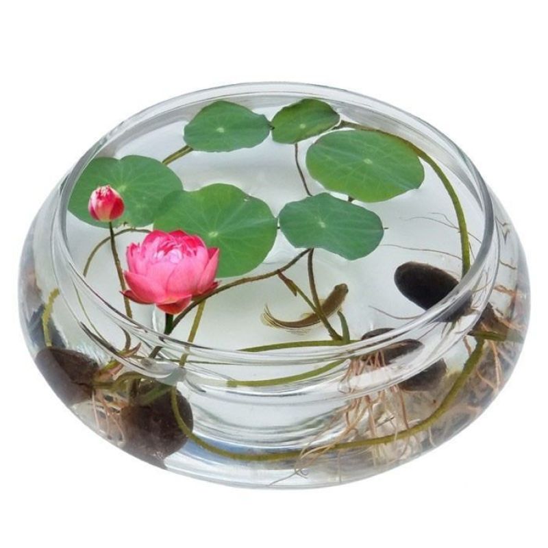 碗莲种子盆栽室内花水培绿植物花卉种籽四季阳台睡莲花种藕易