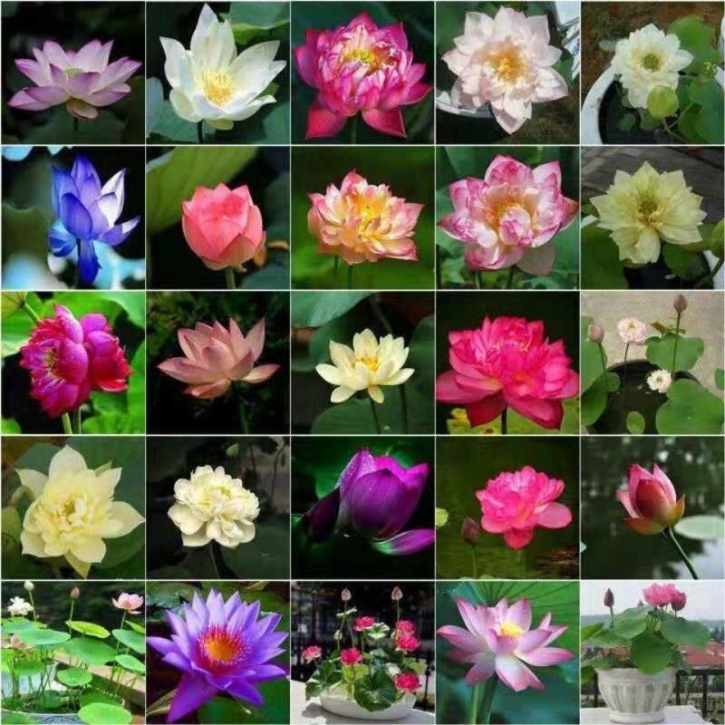 碗莲种子盆栽室内花水培绿植物花卉种籽四季阳台睡莲花种藕易