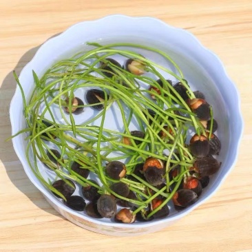 碗莲种子盆栽室内花水培绿植物花卉种籽四季阳台睡莲花种藕易