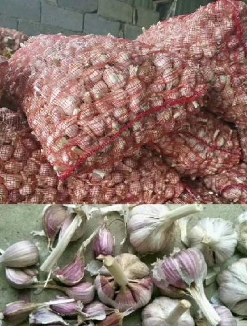 精品大蒜大量上市一手货源保质保量产地直供量大从优