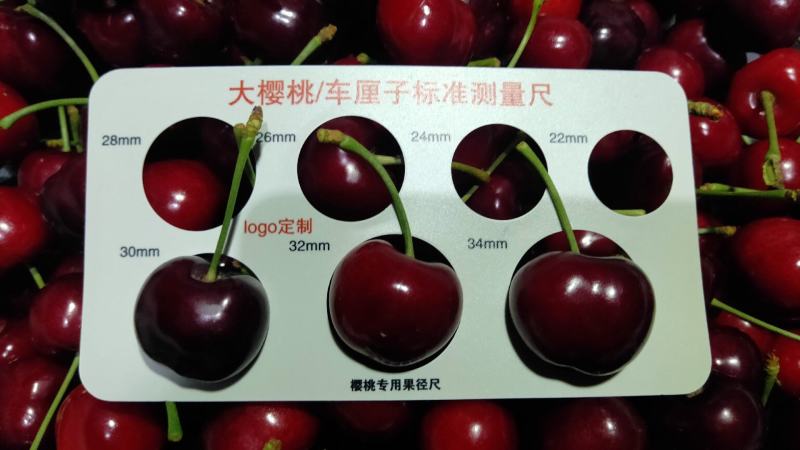 天水大樱桃，俄8，胜利，产地直供量大质优，