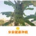 【一件代发】云南高山香蕉整箱当季水果新鲜自然熟香蕉皇帝蕉