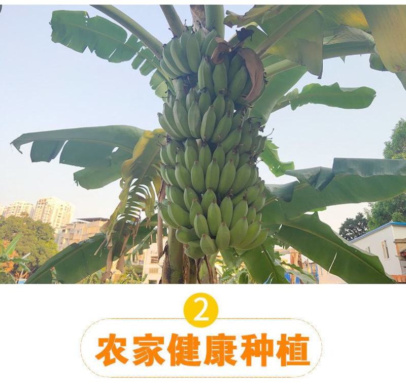 【一件代发】云南高山香蕉整箱当季水果新鲜自然熟香蕉皇帝蕉