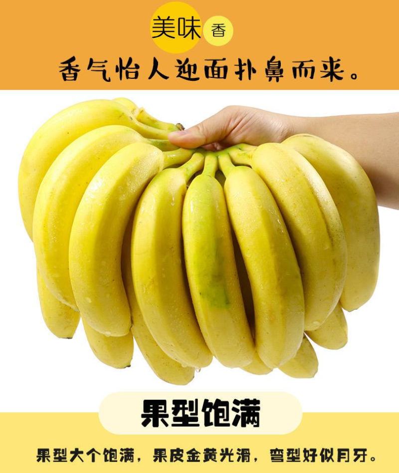 【一件代发】云南高山香蕉整箱当季水果新鲜自然熟香蕉皇帝蕉