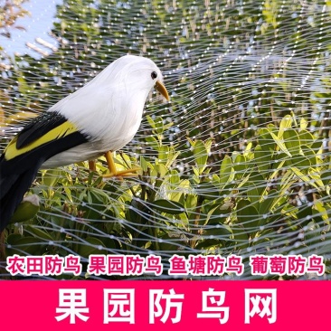 农用果园防鸟网果树葡萄樱桃防鸟网鱼虾蟹池塘稻谷防鸟网全国