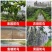 农用果园防鸟网果树葡萄樱桃防鸟网鱼虾蟹池塘稻谷防鸟网全国