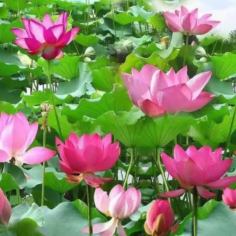 碗莲种子盆栽室内花水培绿植物花卉种籽四季阳台睡莲花种藕易