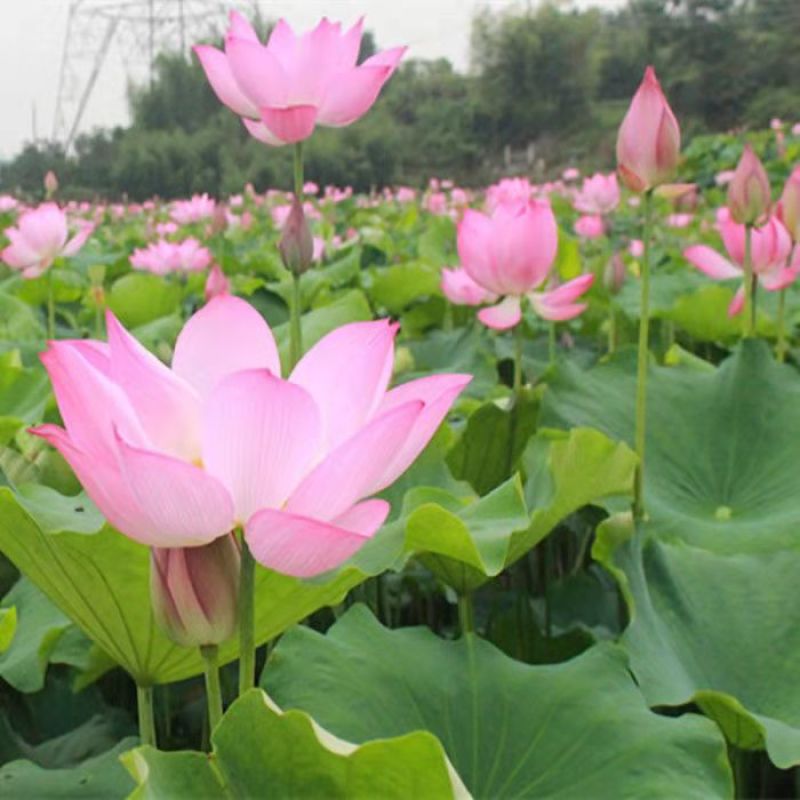 碗莲种子盆栽室内花水培绿植物花卉种籽四季阳台睡莲花种藕易