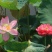 碗莲种子盆栽室内花水培绿植物花卉种籽四季阳台睡莲花种藕易