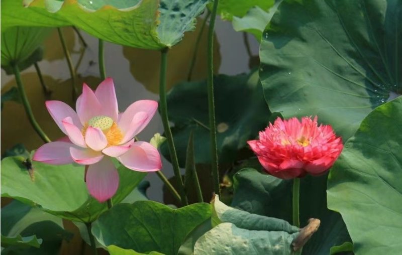 碗莲种子盆栽室内花水培绿植物花卉种籽四季阳台睡莲花种藕易
