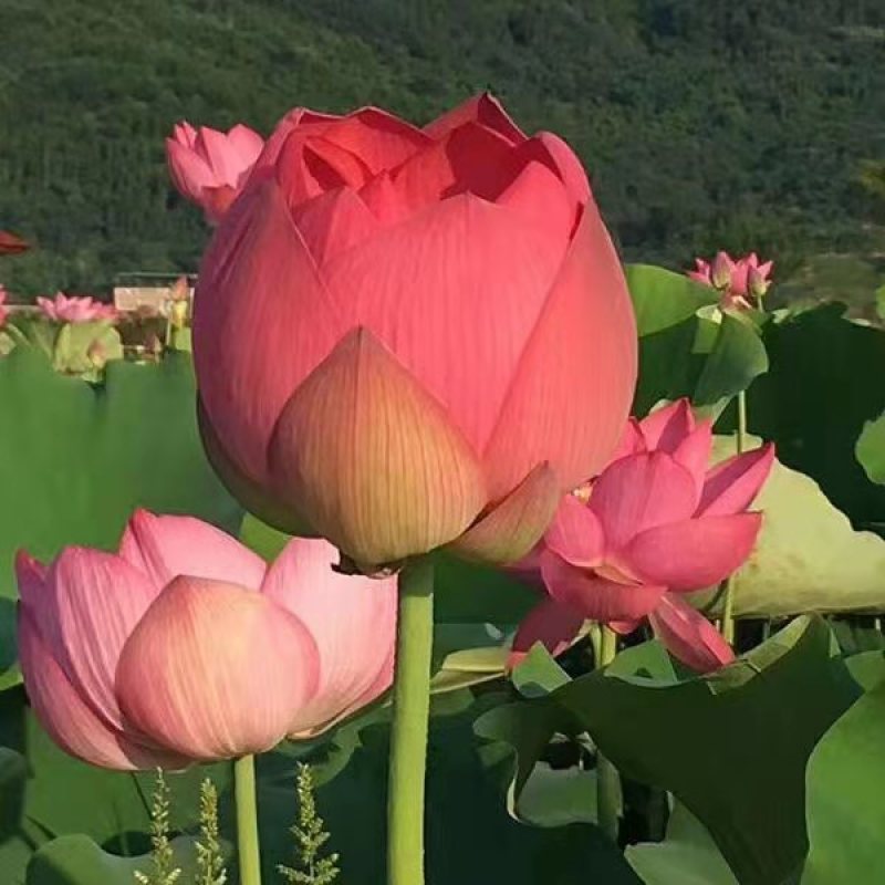 碗莲种子盆栽室内花水培绿植物花卉种籽四季阳台睡莲花种藕易