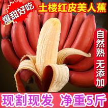【一件代发】新鲜红皮香蕉美人蕉新鲜红香蕉水果现采鲜蕉包邮