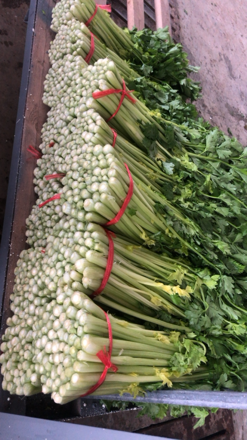 定西高原夏菜毛芹一手货源大量现货供应有需要的联系