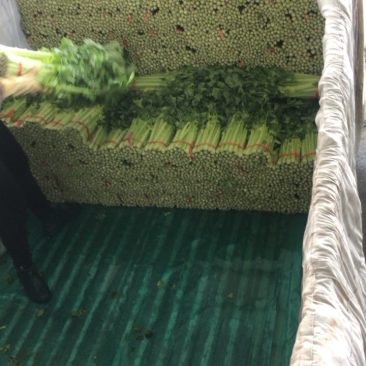定西高原夏菜毛芹一手货源大量现货供应有需要的联系