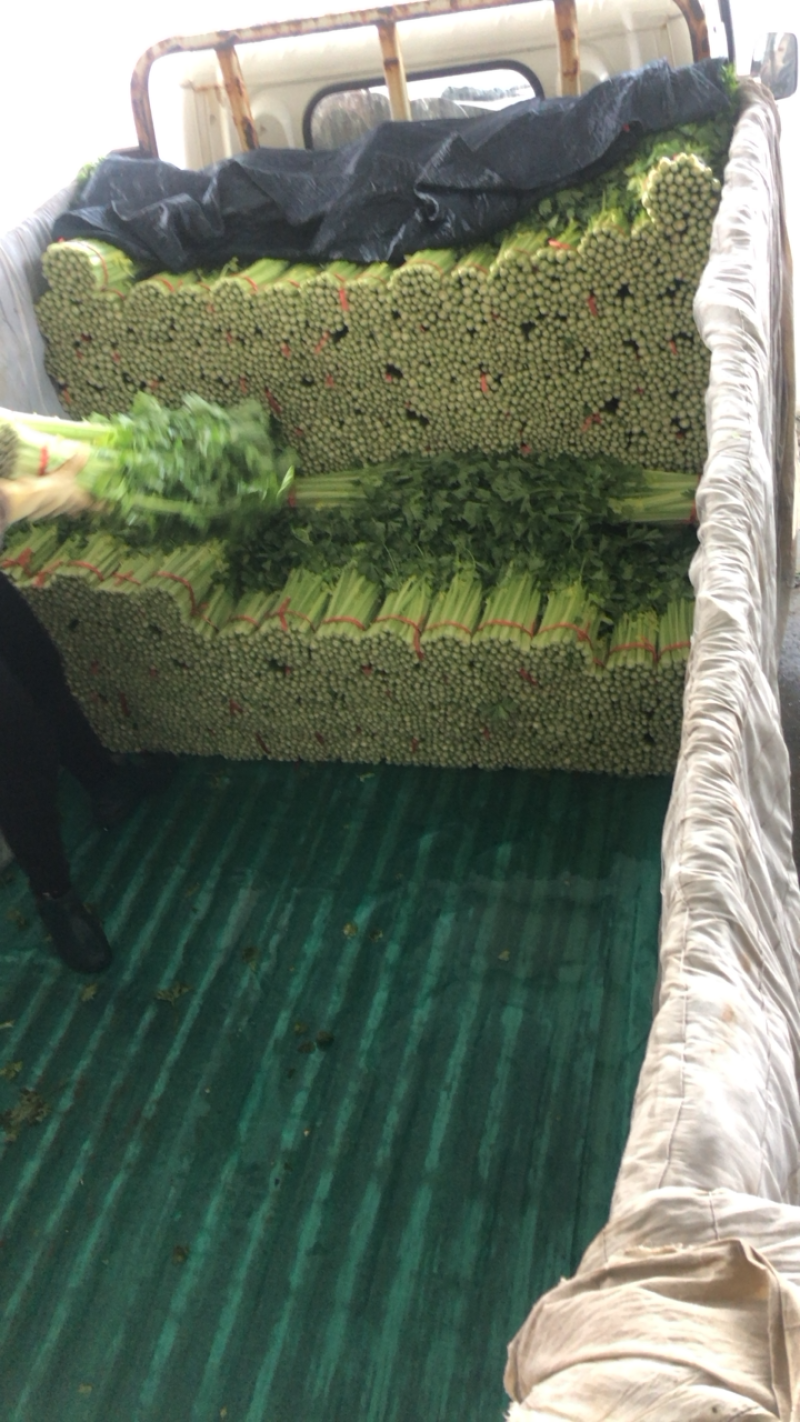 定西高原夏菜毛芹一手货源大量现货供应有需要的联系