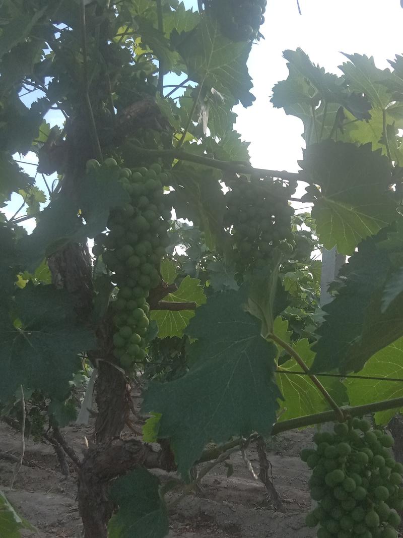 新疆夏黑葡萄