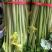 定西高原夏菜毛芹一手货源大量现货供应有需要的联系