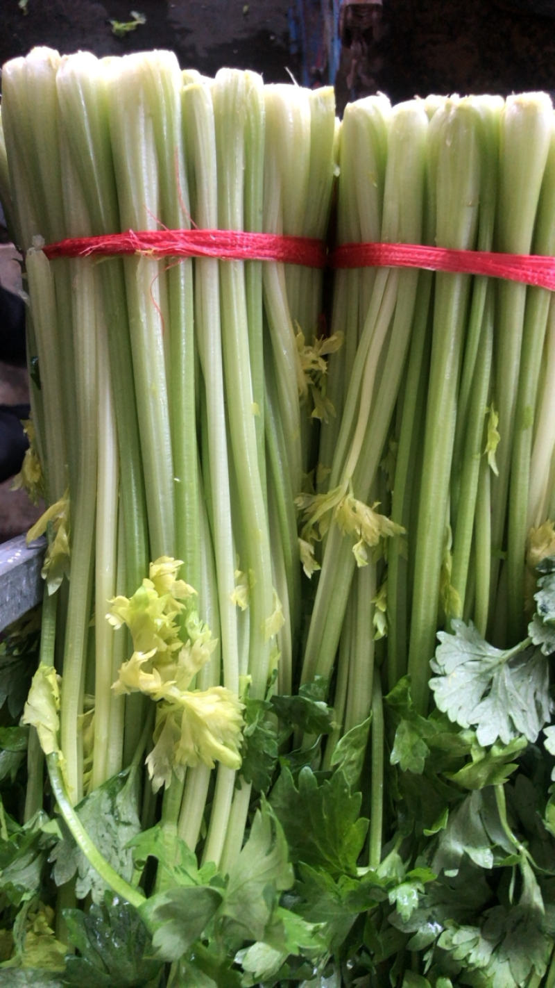 定西高原夏菜毛芹一手货源大量现货供应有需要的联系