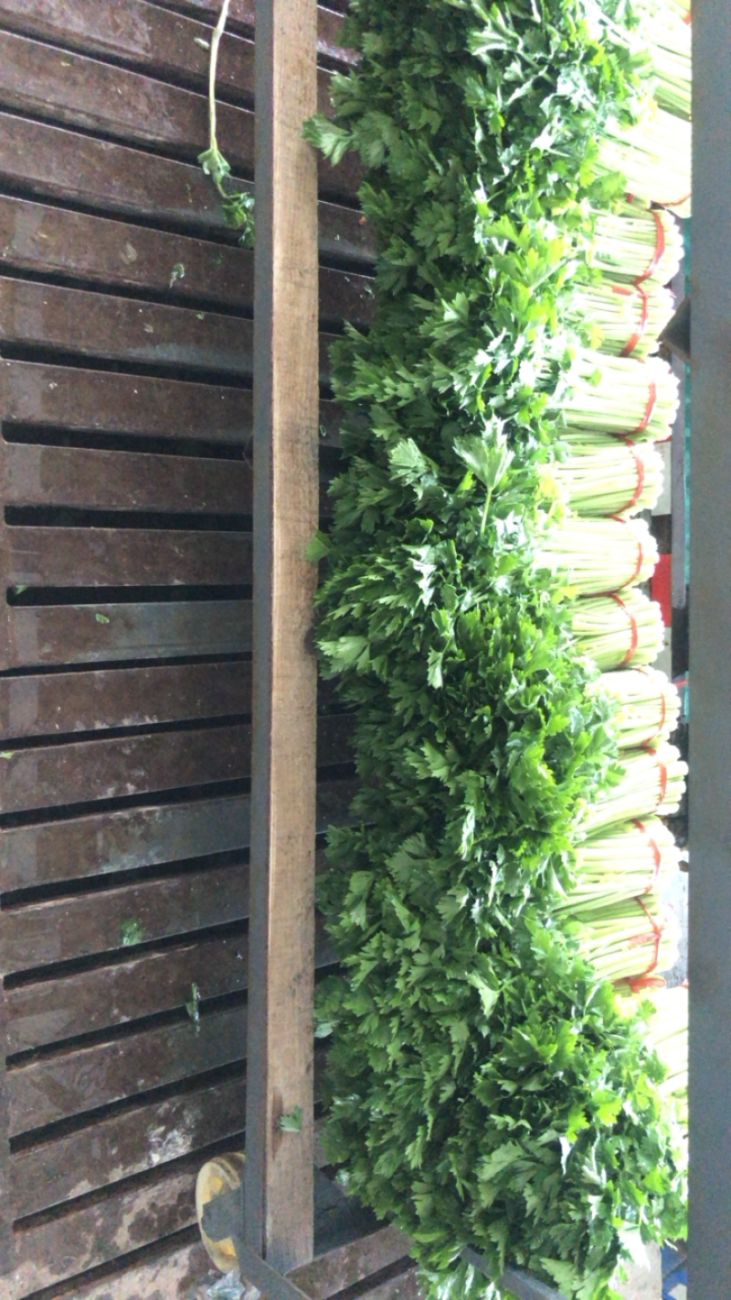 定西高原夏菜毛芹一手货源大量现货供应有需要的联系