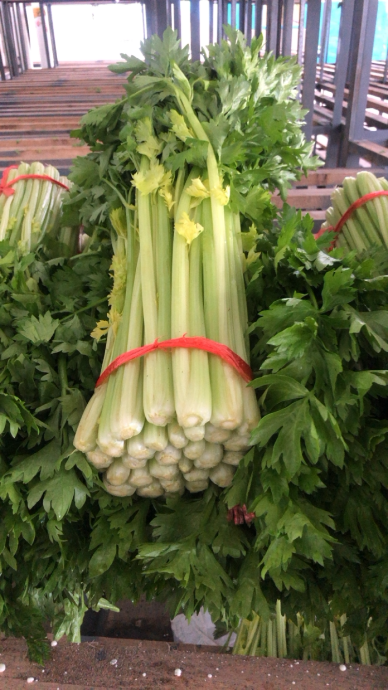 定西高原夏菜毛芹一手货源大量现货供应有需要的联系