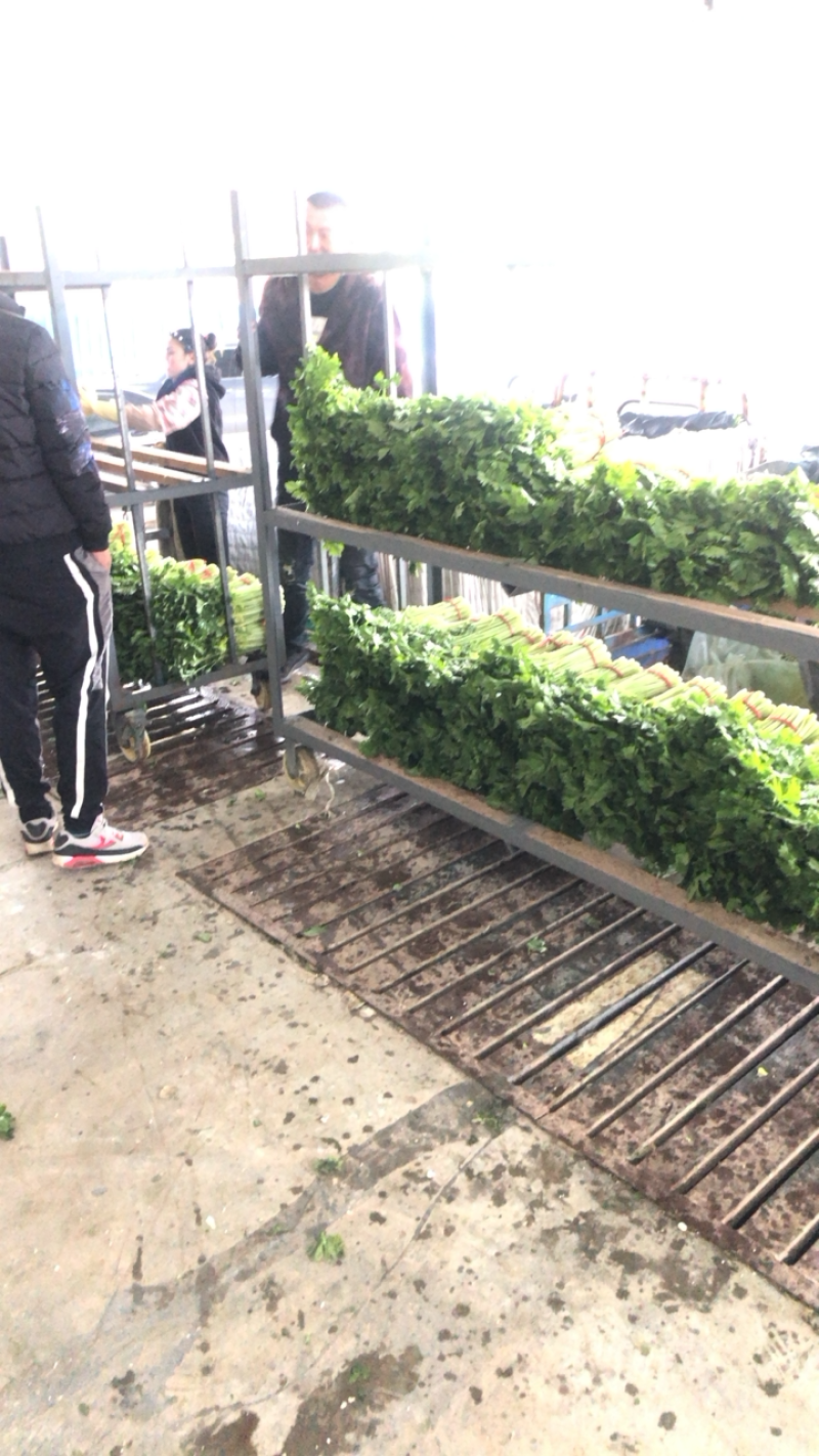 定西高原夏菜毛芹一手货源大量现货供应有需要的联系
