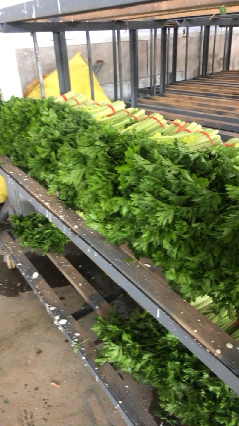 定西高原夏菜毛芹一手货源大量现货供应有需要的联系