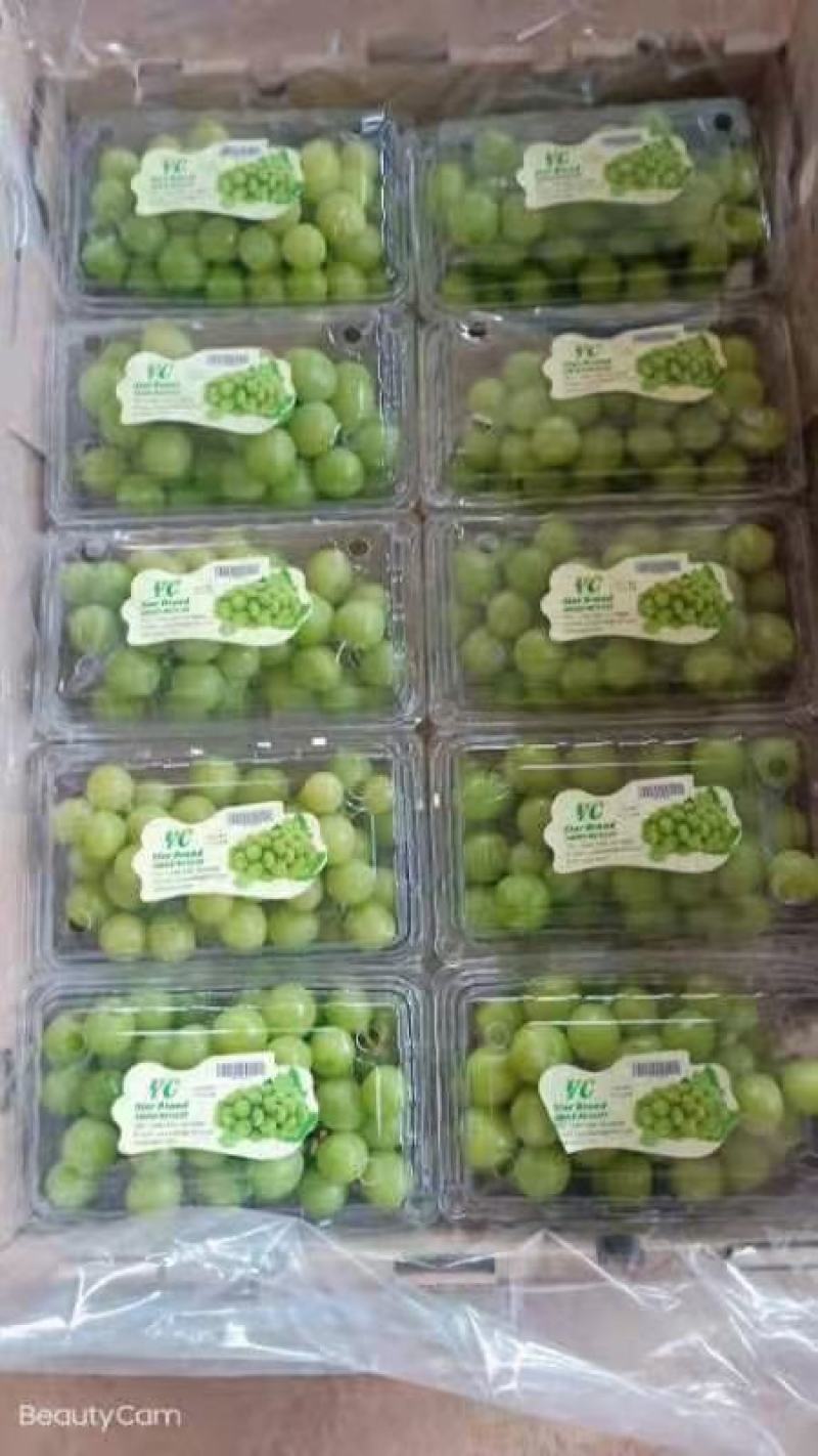 云南阳光玫瑰精品果大量上市需要联系口感甜