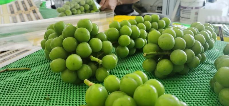 云南阳光玫瑰精品果大量上市需要联系口感甜