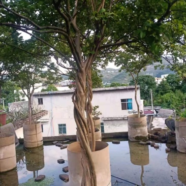 紫薇.庭院.公园绿化美化