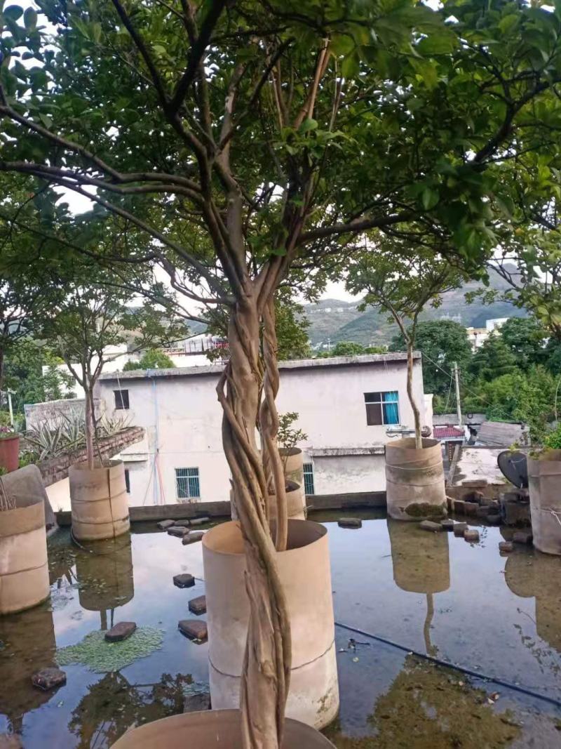紫薇.庭院.公园绿化美化