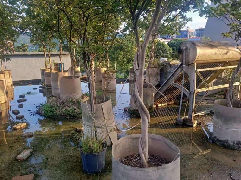 紫薇.庭院.公园绿化美化