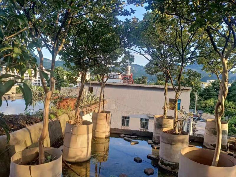 紫薇.庭院.公园绿化美化
