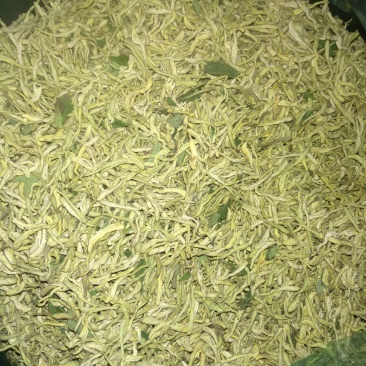 金银花