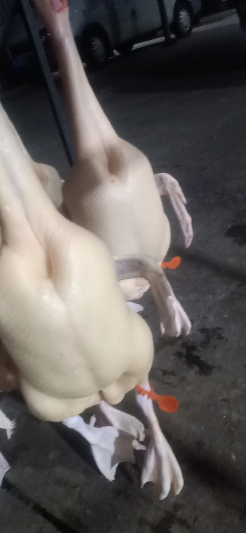 白条鸭