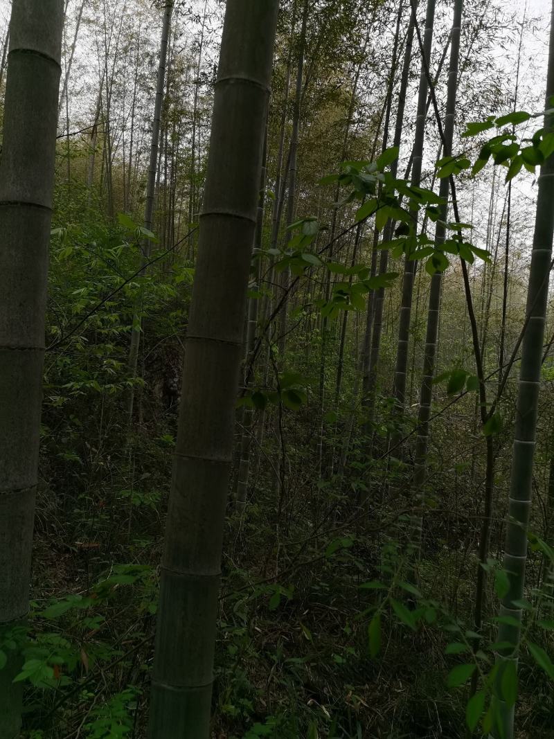 优质精品中节片，五年以上老楠竹加工的中节片加工打好眼竹片