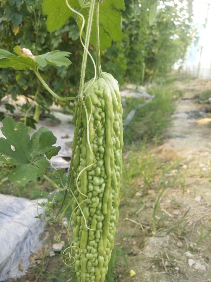 赣州于都大量本地苦瓜上市