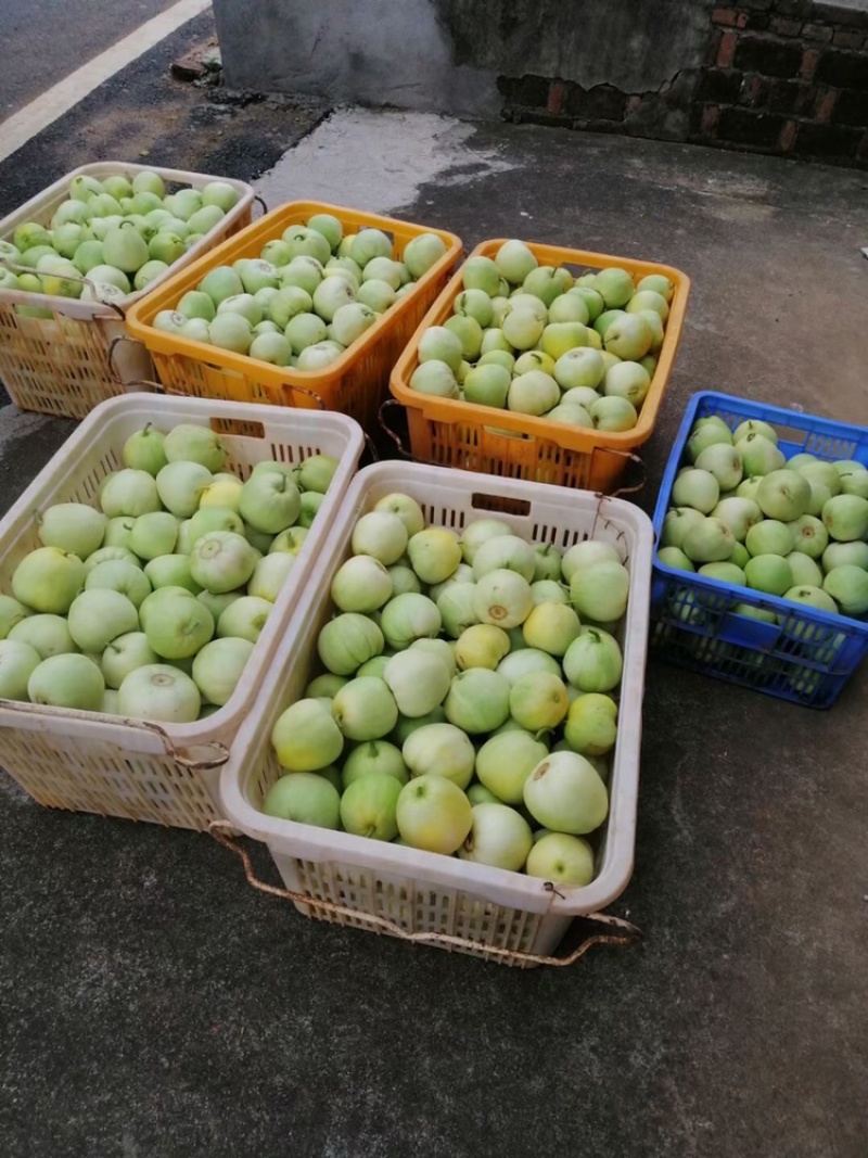 本地甜瓜大量上市，有需要的联系