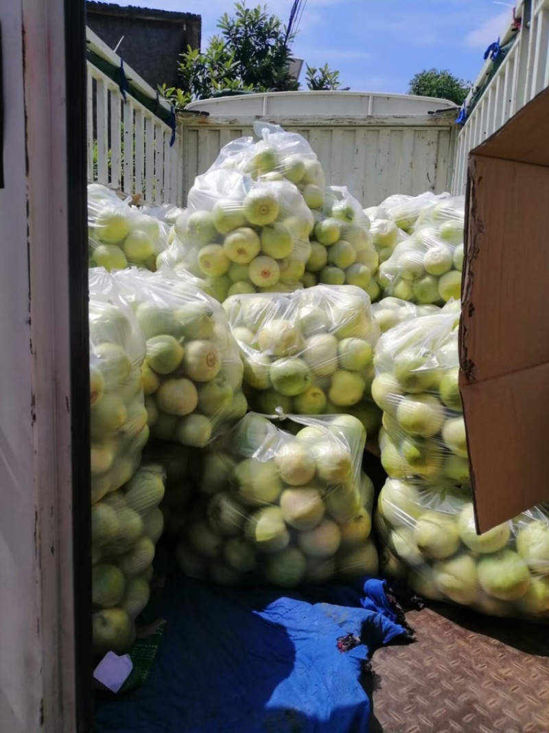 本地甜瓜大量上市，有需要的联系