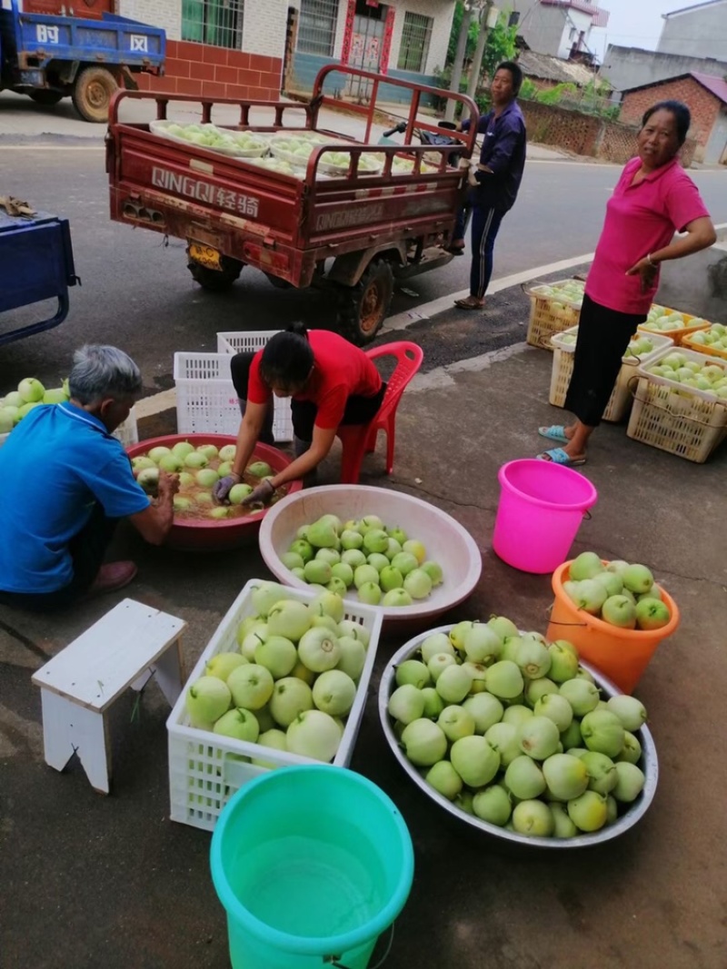 本地甜瓜大量上市，有需要的联系