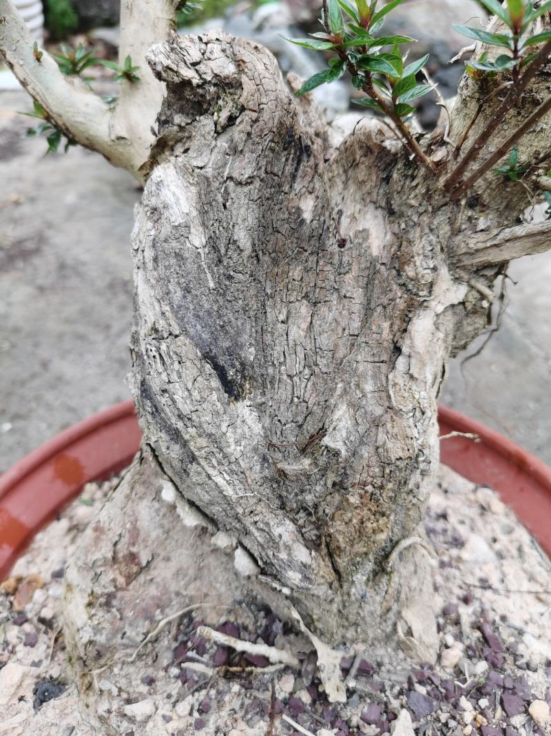 盆景水杨梅