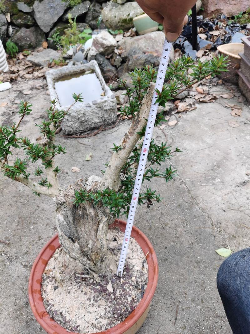 盆景水杨梅