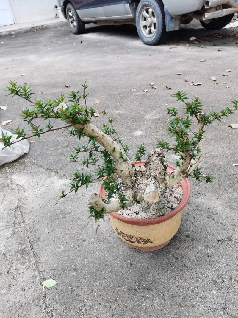 盆景水杨梅