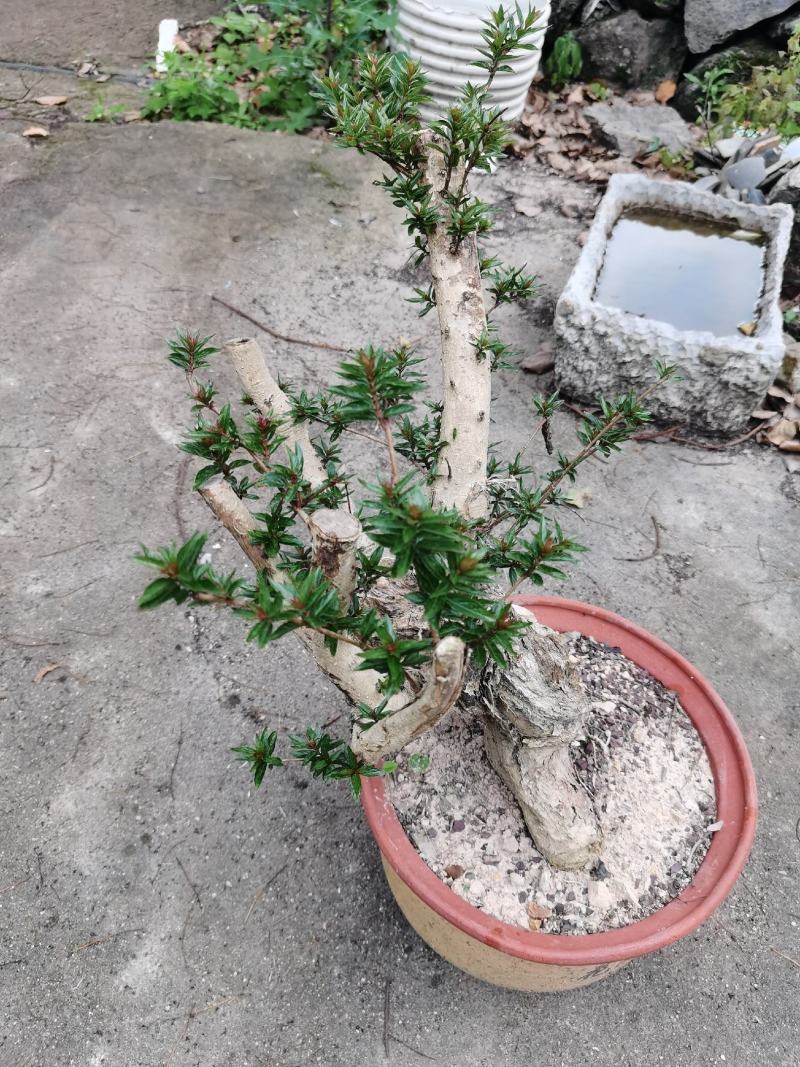 盆景水杨梅