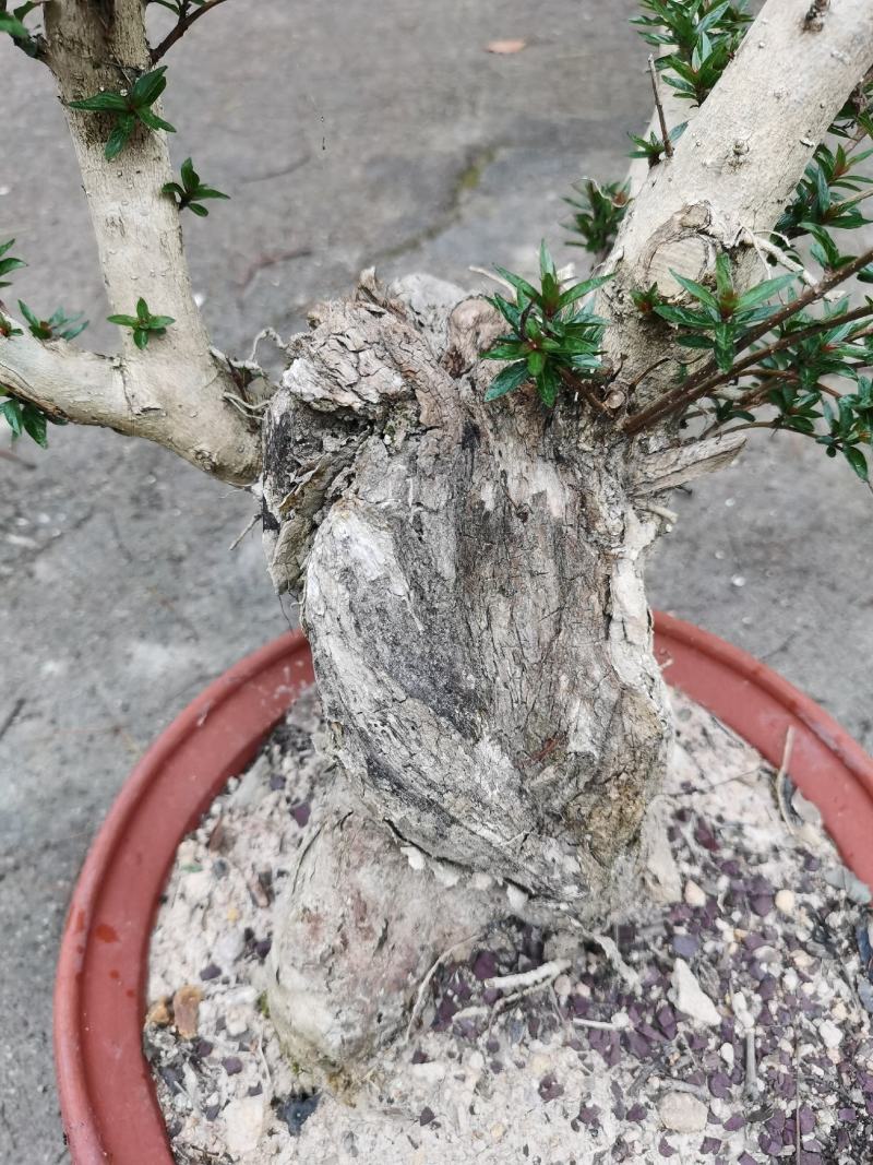 盆景水杨梅