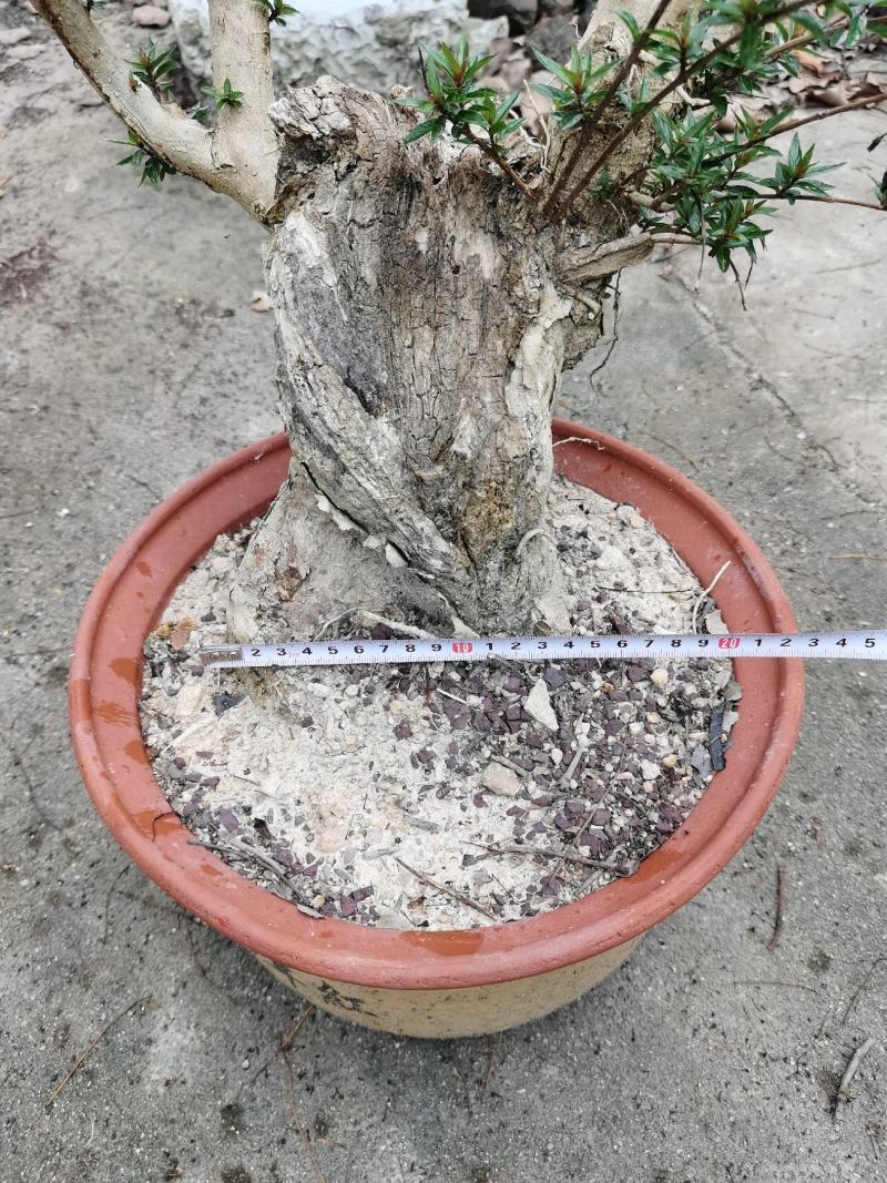 盆景水杨梅